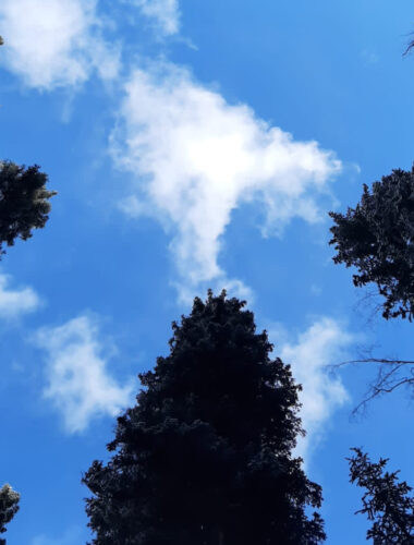 Wellness on Whyte - mindfulness