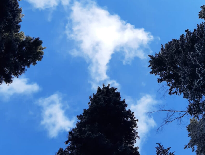 Wellness on Whyte - mindfulness